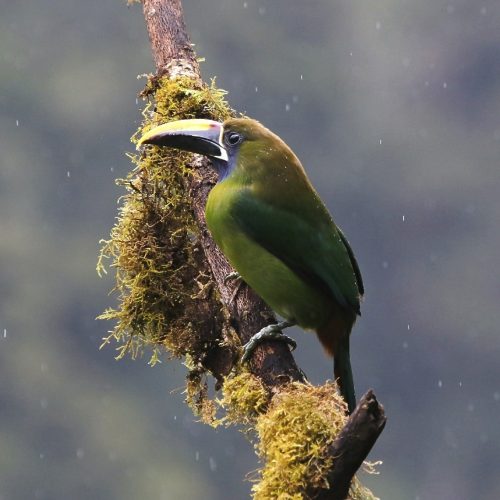 northern emerald toucanet editada